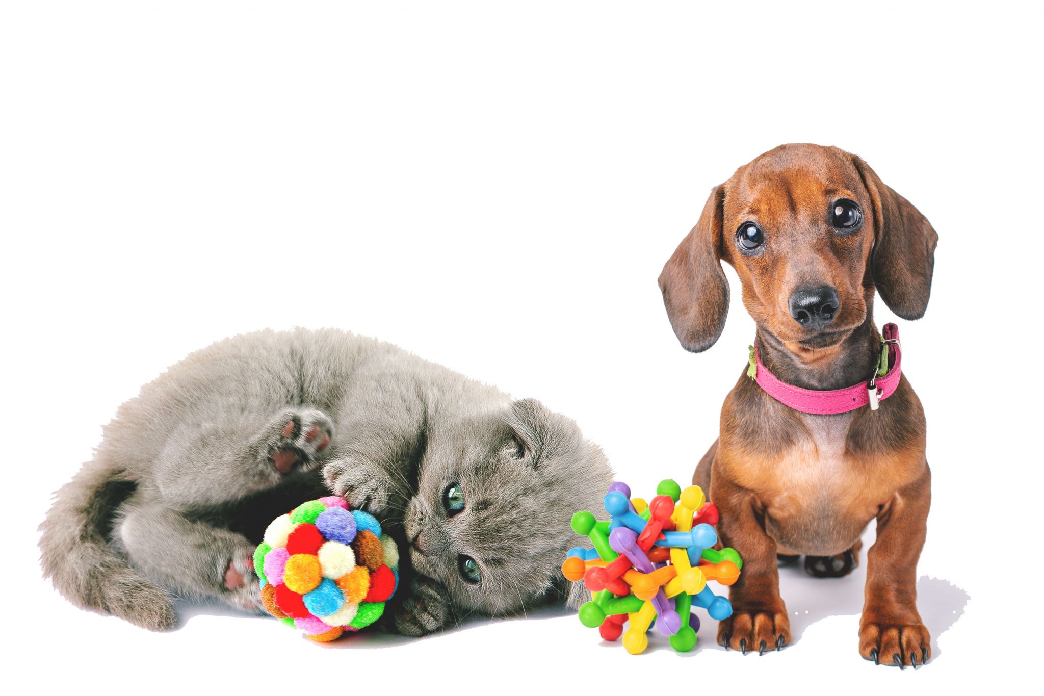Set Juguetes Interactivos BuddyPets